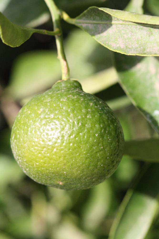            Fruit (immature) of  Citrus kinokuni        (Seedless Kishu, Riverside,   CA)   